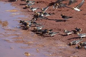 Ariel Gallery: Fairy Martins - collecting mud to construct their