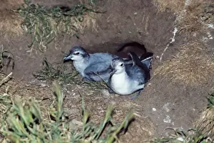 Burrow Prints: Fairy Prions DH-48 Pair in nest