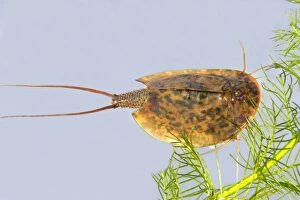 Images Dated 11th May 2006: Fairy / Tadpole Shrimp. Triops cancriformis existed in the Triassic period 220 millions years ago