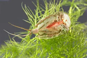 Shrimp Prints: Fairy / Tadpole Shrimp Triops cancriformis existed in the Triassic period