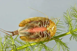 Fairy / Tadpole Shrimp. Triops cancriformis existed in the Triassic period, 220 millions years ago and has not changed in appearance. It is the oldest known living animal species in the world