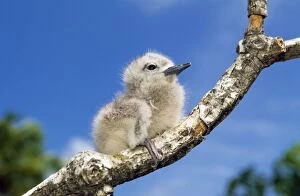 Images Dated 11th October 2006: Fairy Tern - chick on branch