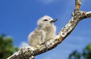 Baby Animal Prints: Fairy Tern - chick on branch