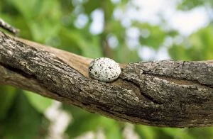 Images Dated 11th October 2006: Fairy Tern Egg - on branch