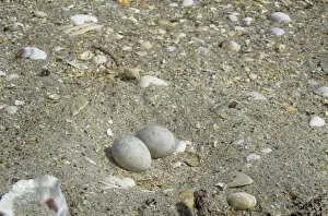 Fairy Tern nest - in sand with two eggs - New Zealand