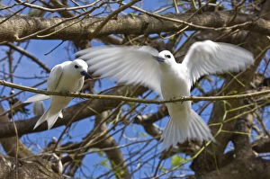 Tern Gallery: Fairy Turn birds in trees