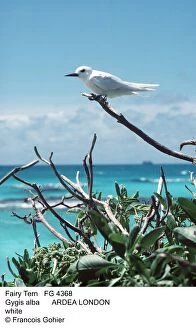 FAIRY / WHITE TERN - perched, at coast