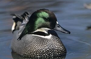 Images Dated 23rd March 2011: Falcated Duck