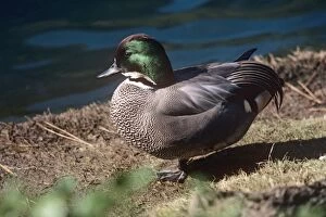 Images Dated 23rd March 2011: Falcated Teal