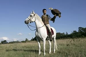 Falconry - man on horse with Fish Eagle