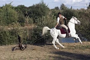Falconry - man on horse training Fish Eagle for