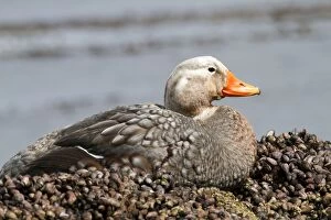 Brachypterus Gallery: Falkland Flightless Steamer Duck
