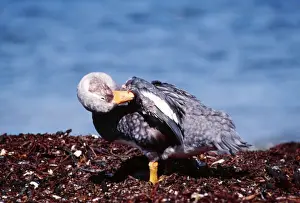 Falklands Prints: Falkland Flightless Steamer Duck FG 7137 Preening near waters edge Tachyeres brachypterus © Francois Gohier