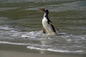 Wave Gallery: Falkland Islands, Gentoo Penguin emerges from the ocean