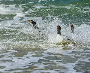 Wave Gallery: Falkland Islands, Gentoo Penguins emerge from the ocean