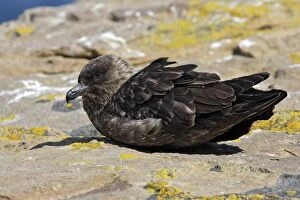 Falkland Skua (Sea-hen)