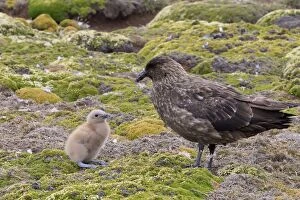 Images Dated 9th January 2008: Falkland Skua (Sea-hen) - and young