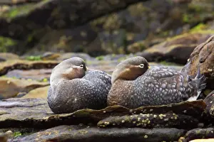 Falklands Flightless Steamer Duck - Pair Carcass Island, Falklands. BI007479