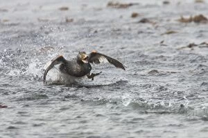 Brachypterus Gallery: Falklands Flightless Steamer Duck - 'steaming'