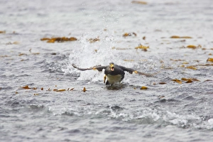 Falklands Flightless Steamer Duck - Steaming