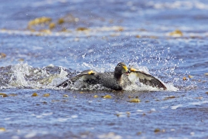 Falklands Flightless Steamer Duck - Steaming