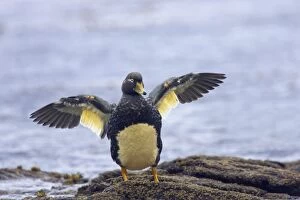 Brachypterus Gallery: Falklands Flightless Steamer Duck - stretching wings