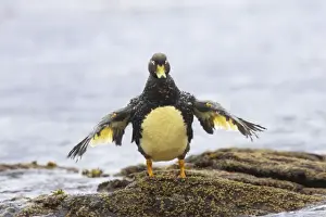 Falklands Flightless Steamer Duck - Stretching wings Carcass Island, Falklands. BI007483