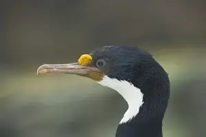 Shags Prints: Falklands Shag - Head Phalacrocorax albiventer New Island Falklands BI008580