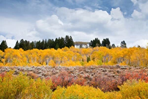 Fall aspens in the Rocky Mountains, Wyoming