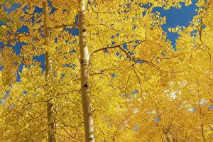 Fall leaf on the 10K Trail, Sandia mountains, New Mexico Date: 09-10-2021
