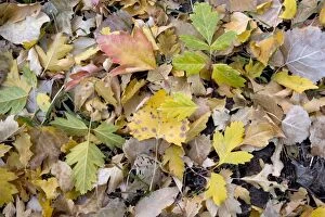 Fallen autumn leaves of box elder and Cottonwoods / poplars