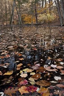 Images Dated 11th November 2011: Fallen autumn leaves on pond in Beech - Red Maple woodland
