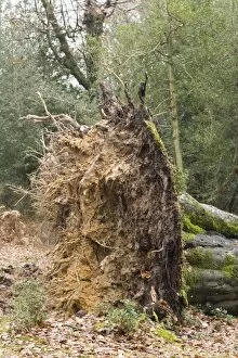Fallen beech tree, showing shallow root plate