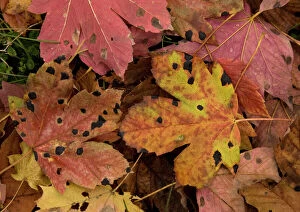 Leaf Collection: Fallen highly-coloured leaves of sycamore, heavily infested with tar spot fungus