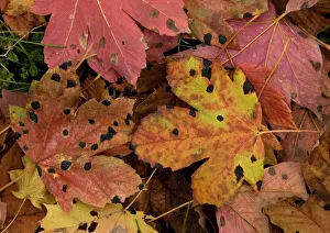 Fallen highly-coloured leaves of sycamore, heavily infested with tar spot fungus (Rhytisma acerinum) Fallen highly-coloured leaves of sycamore, heavily infested with tar spot fungus (Rhytisma acerinum)