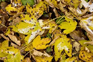 Fall Prints: Fallen Sycamore leaves with tar-spot fungus and light snow fall
