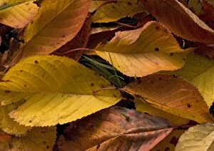 Leaves Collection: Fallen wild cherry leaves, autumn