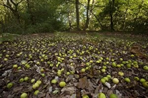 Apples Gallery: Fallen wild Crab Apples - in autumn