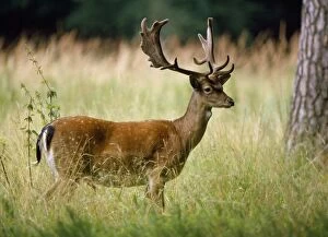 Images Dated 8th July 2009: Fallow Deer