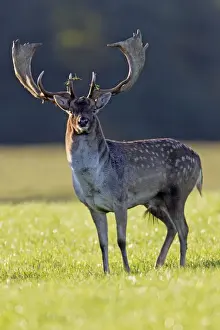 Deer Prints: Fallow Deer - buck alert during the rut - Seeland - Denmark