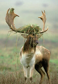Fallow Deer - buck with grass caught in Antlers