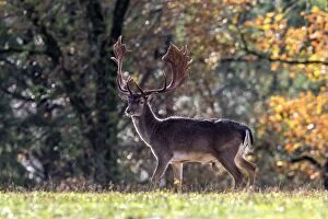 Images Dated 4th December 2012: Fallow Deer - buck. Haute Saone, France