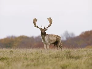 Images Dated 18th February 2009: Fallow deer - buck - Klambenborg - Denmark