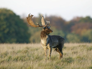 Images Dated 18th February 2009: Fallow deer - buck - Klambenborg - Denmark