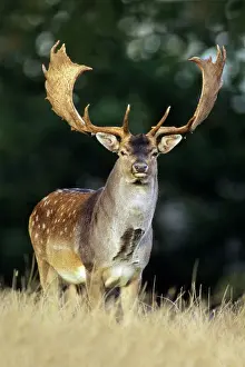 Power Prints: Fallow Deer - Buck with large antlers Jaegersborg deer park, Copenhagen, Denmark