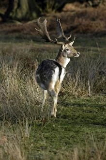 Fallow DEER - buck with palmate antlers