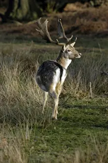 Bottoms Prints: Fallow Deer - buck with palmate antlers