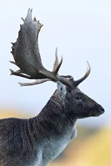 Images Dated 18th October 2011: Fallow Deer - buck portrait - Seeland - Denmark