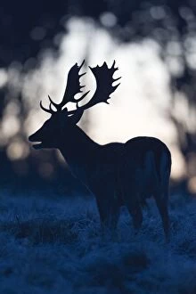Images Dated 15th October 2011: Fallow Deer - buck roaring at dawn - during the rut - Seeland - Denmark