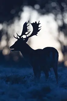 Call Prints: Fallow Deer - buck roaring at dawn - during the rut - Seeland - Denmark